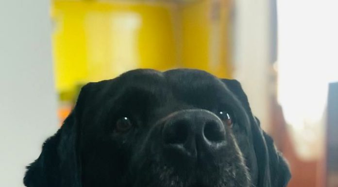 Auguri di buona Pasqua dalla Magistratura del San Francesco